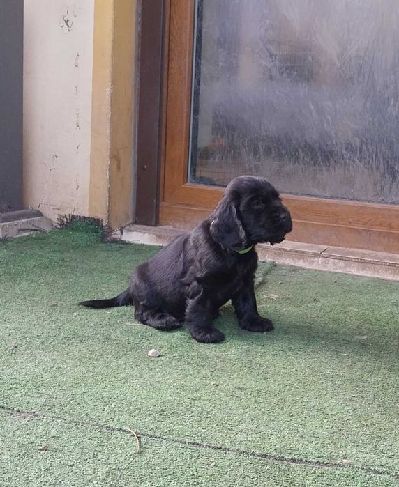 Cocker Spaniel Angielski  Czarna suczka RODOWÓD ZKwP (FCI)