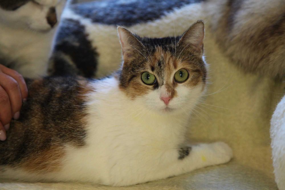 Шукаємо родину для кицюні