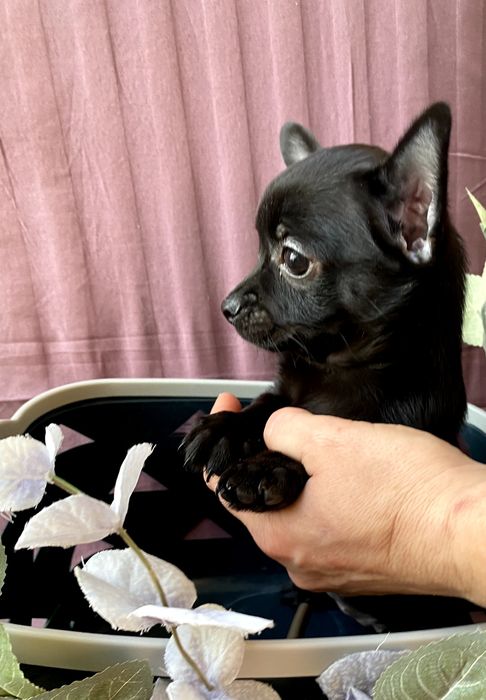 Чіхуа гарнесенькі