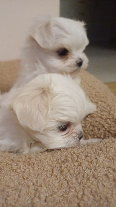 Maltańczyk miniaturka  sunia