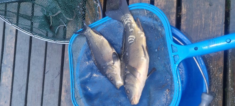 Narybek i kroczek karasia