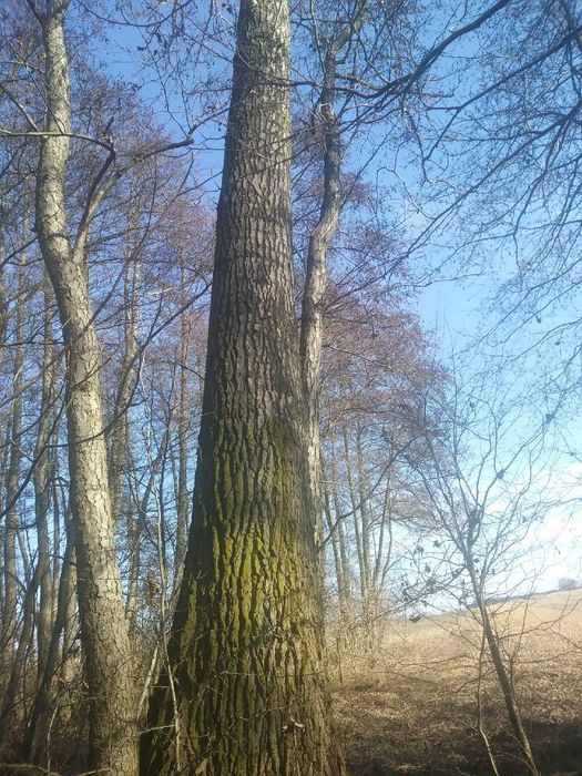 Drzewo Topolowe 3szt