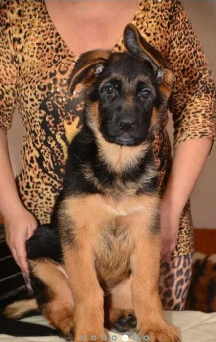 Трёх месячные суки из питомника.