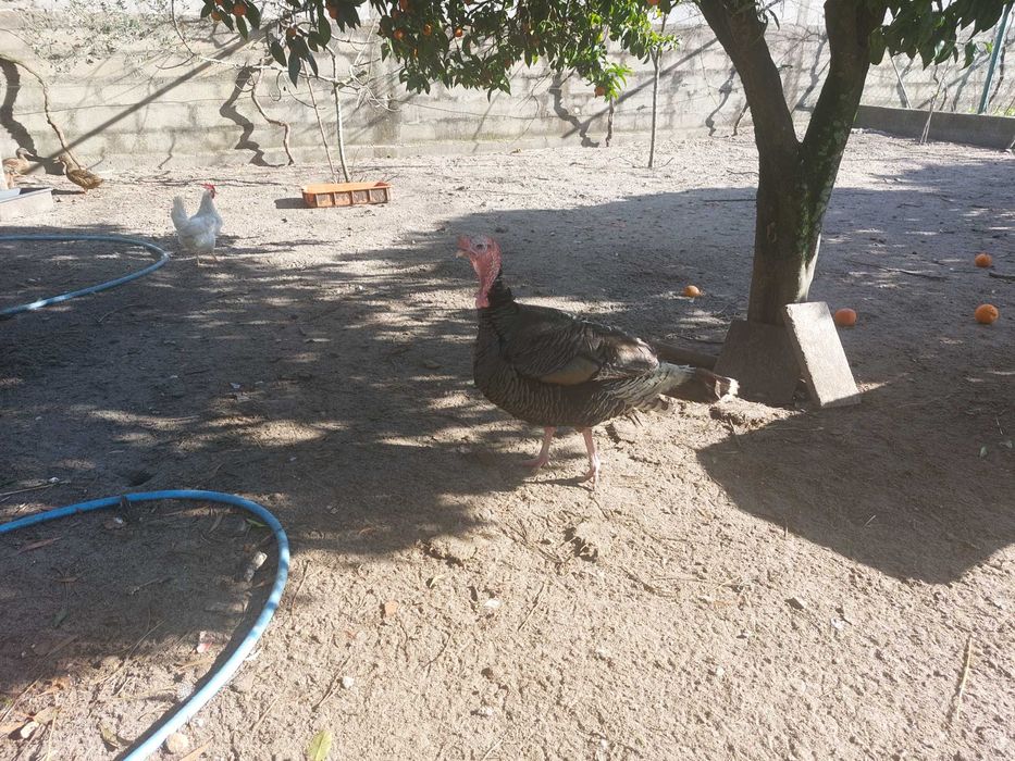 Vendo trio de perús