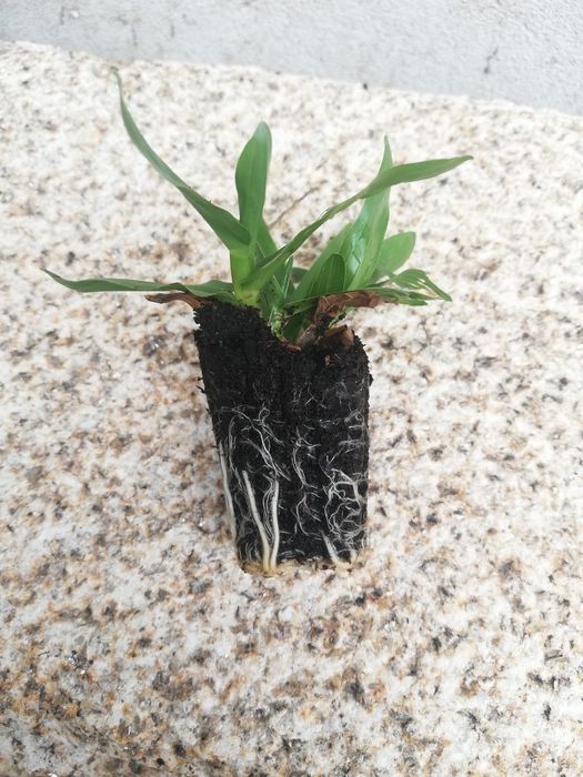 Relva Brasileira em Tabuleiros