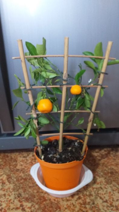 Плодоносящий цитрус Каламондин с плодами. .