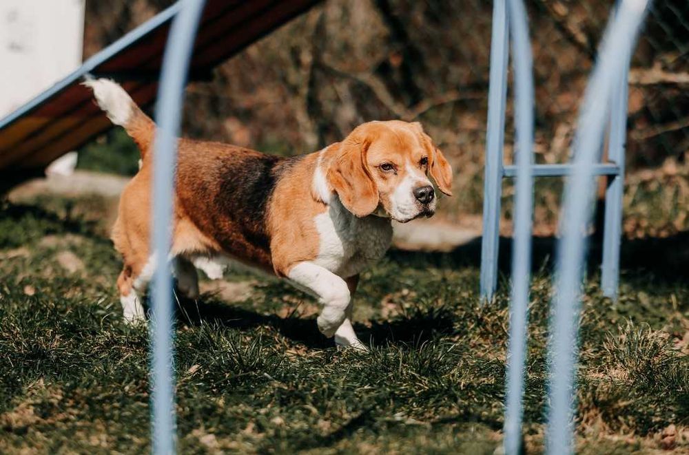 Kontaktowy, towarzyski Daktyl w typie Beagle poleca się do adopcji!!!