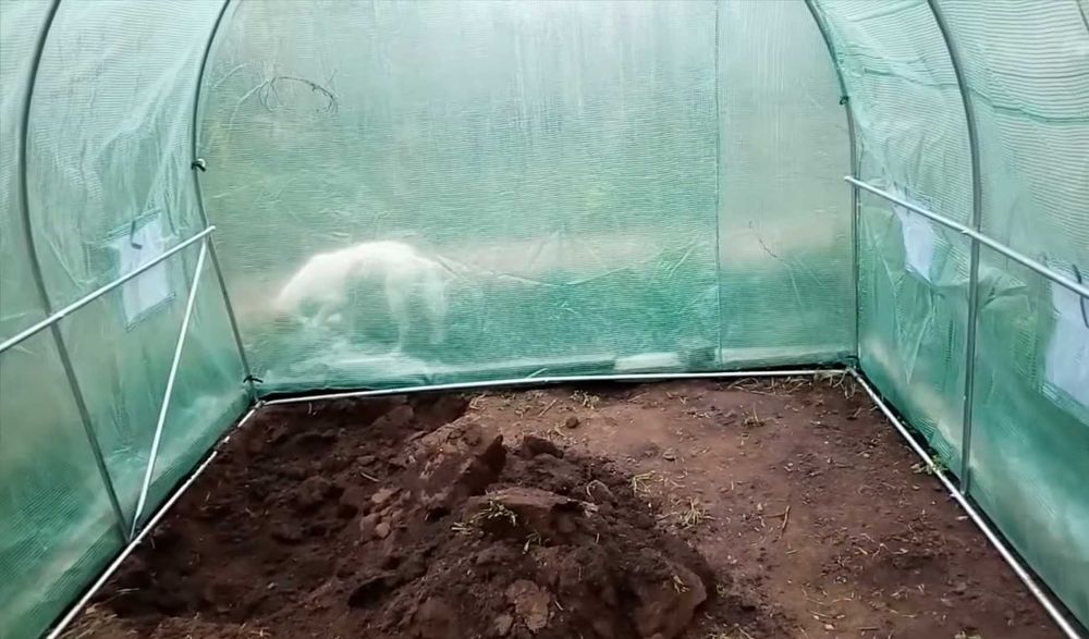 теплиця полікарбонат теплица поликарбонат теплица садовая парник