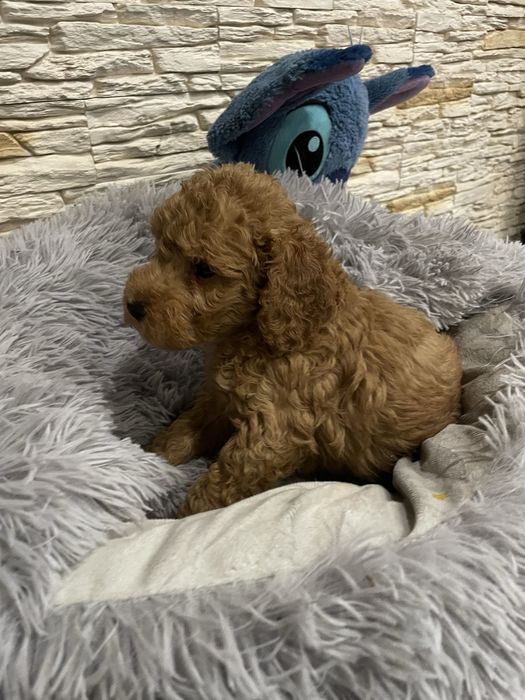 Samiec pudel miniaturowy genetyczne badania