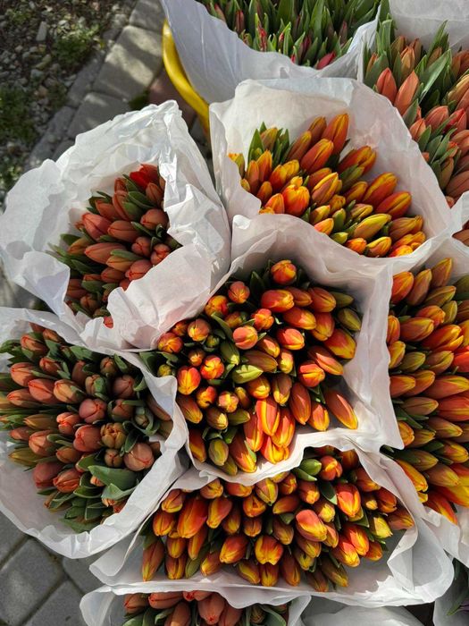 Передзамовлення! Тюльпан до 8 березня!