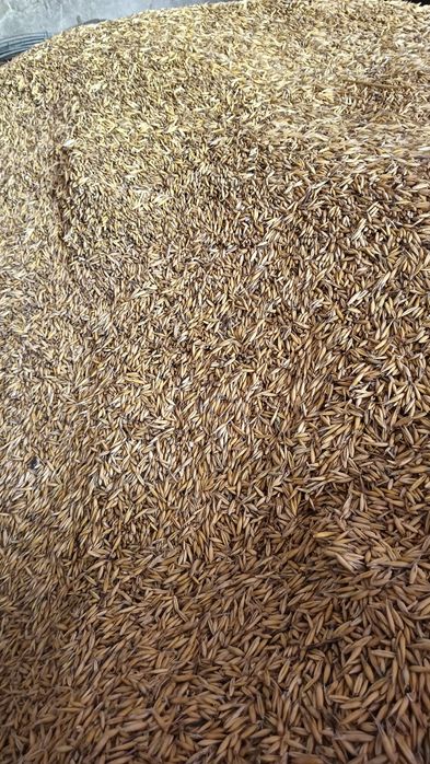 Sprzedam owies z tegorocznych zbiorów