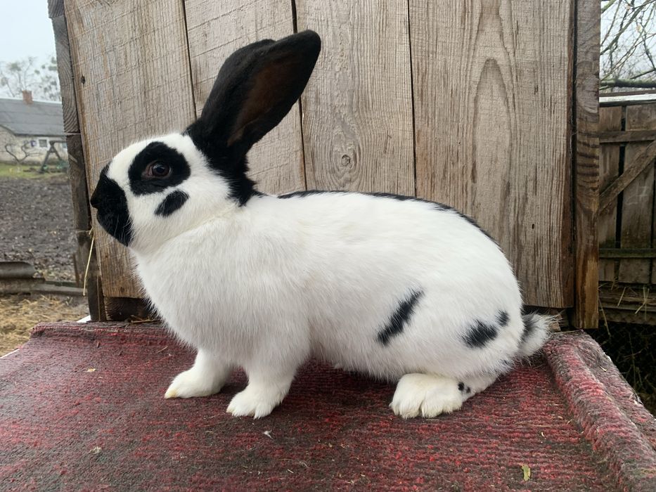 Продам кроликів породи Німецький строкач