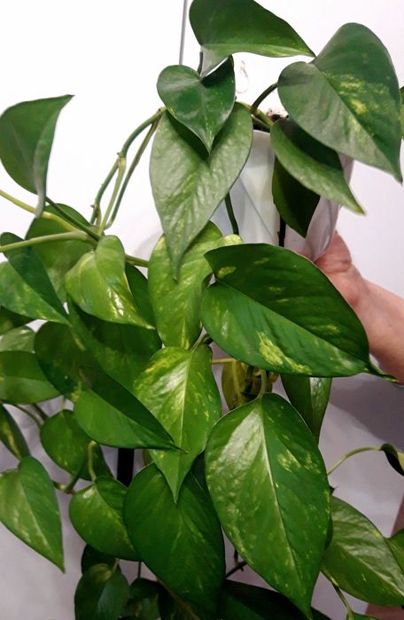 Традесканція Рео звисаюча кімнатні рослини вазон ампельний фікус Рівне