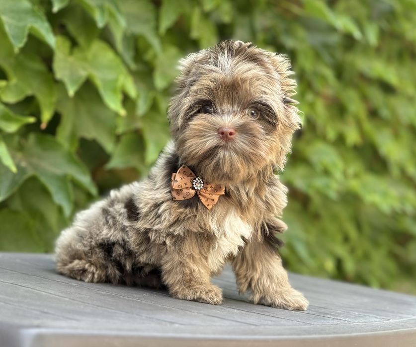 Йорк шокомерле хлопчик