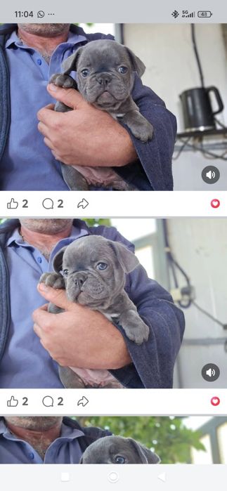Buldogue Francês femas.e.machos.