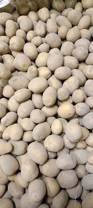 Ziemniaki odmiany Soraya