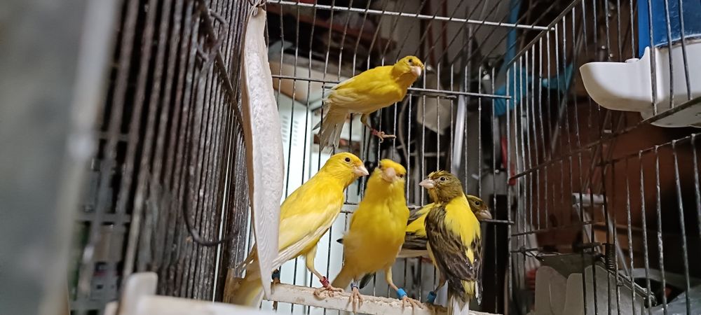 Canários Timbrados