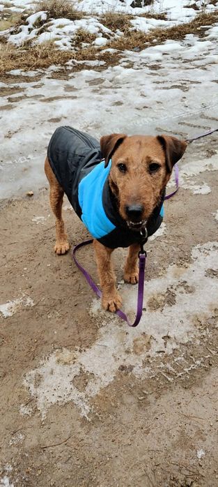 Mix terier irlandzki  Dingo szuka domu