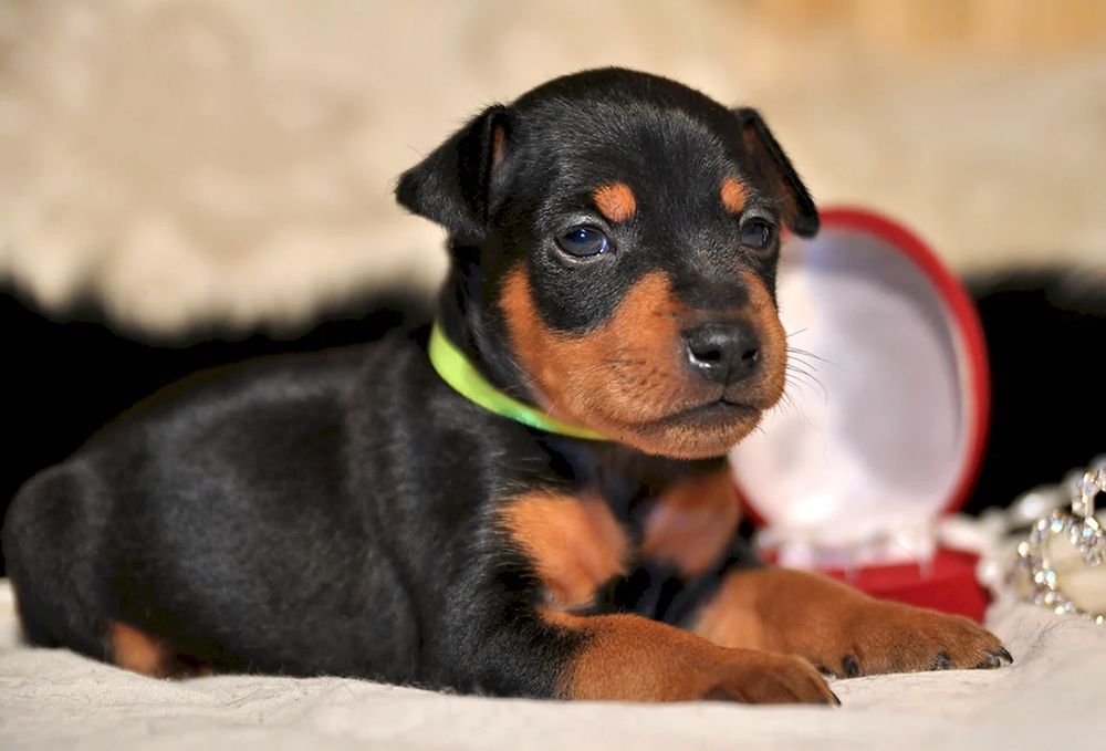 Високопородні цуценята цвергпінчера