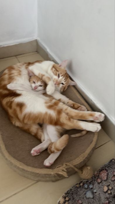 Gatinhos Laranjinhas Fofinhos