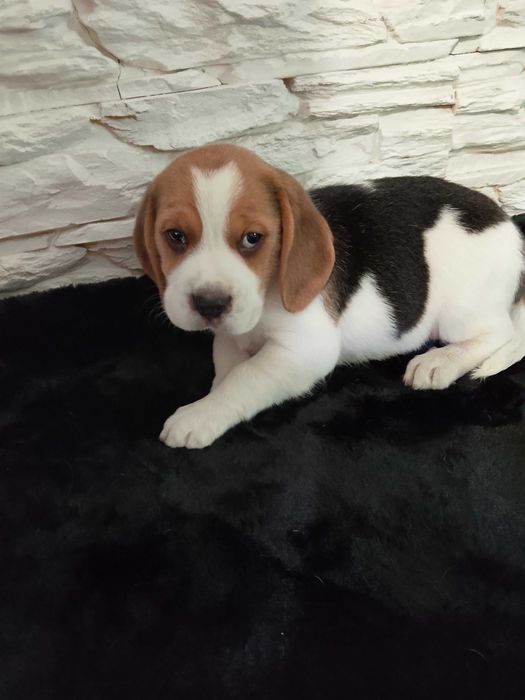 Sprzedam psa Beagla