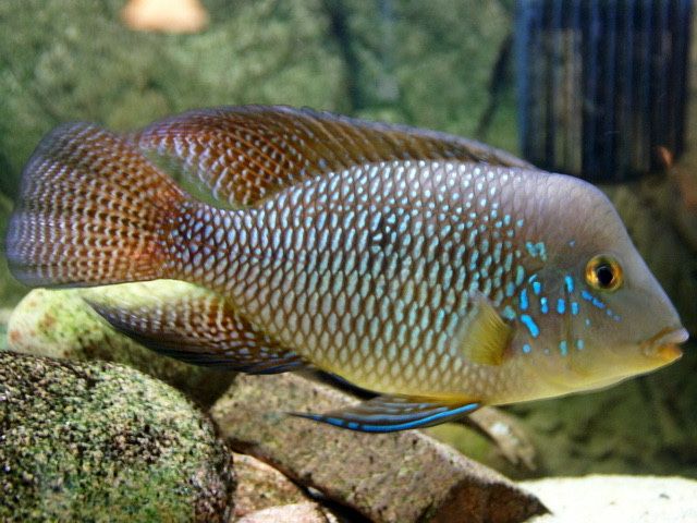 лабидохромис еллоу, анцитрус, цихлиды малави, танганьики, американские