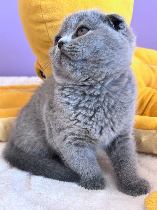 Gatinha Scottish Fold azul