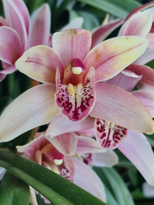 Vaso orquídeas rosa