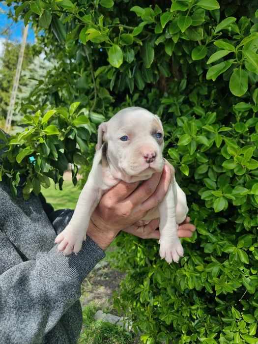 Amstaff american staffordishe terier suczka