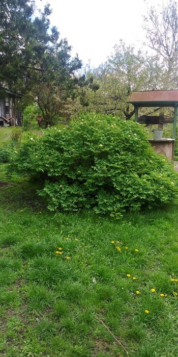 Будинок продаю в місті(здам)