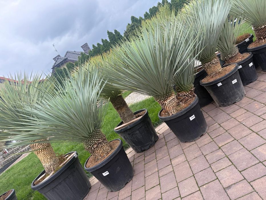Yucca Rostrata - Juka mrozoodporna | Roślina Egzotyczna