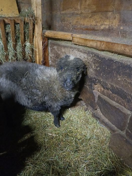 Sprzedam owce młodą