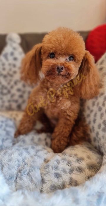 Maltipoo Suczka Art Puppies Badania