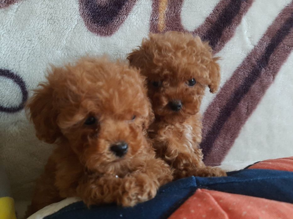 Красавчик пуделек приглашает дам!