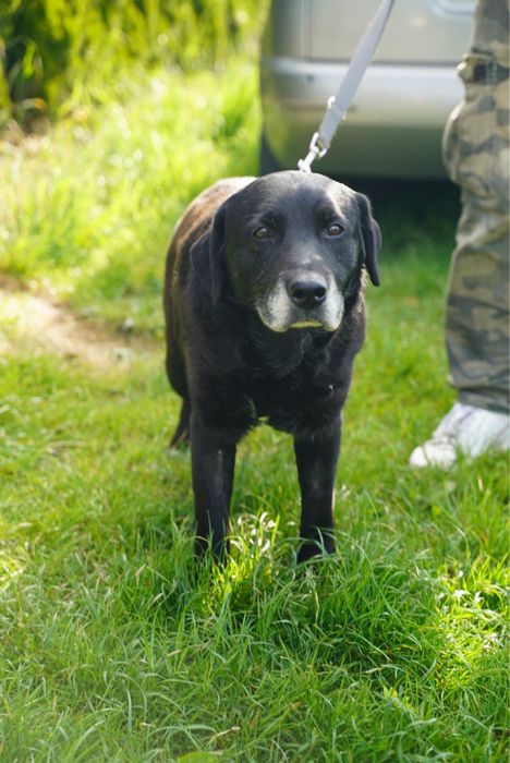 13 lat żył na łańcuchu. Pokaż mu czym jest prawdziwy dom!