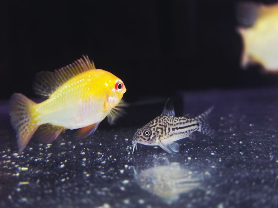 Kirysek juli/ kiryski nakrapiane/ corydoras julii