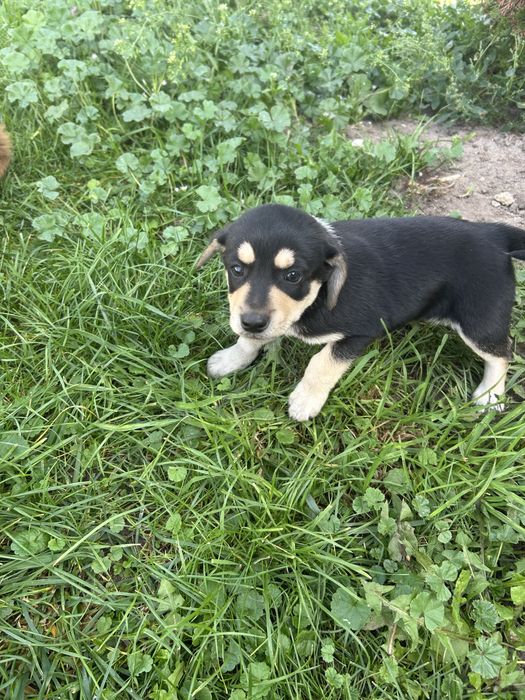 oddam w dobre ręce małe pieski