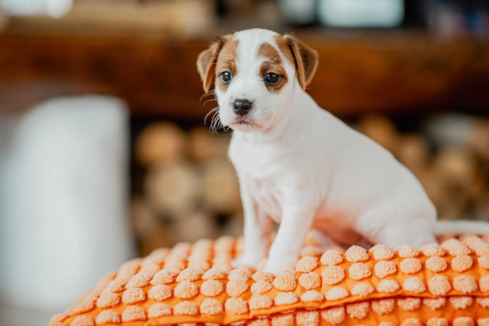 Parson Russell Terrier ZKwP