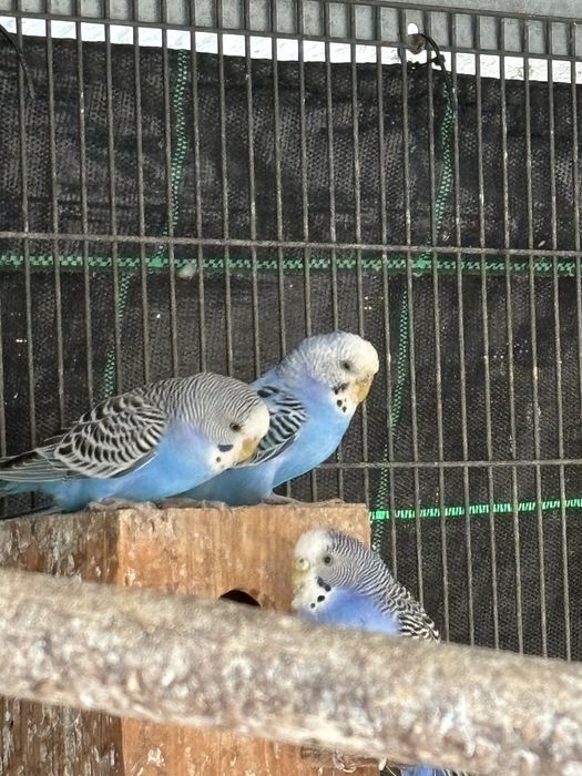 Periquitos australianos