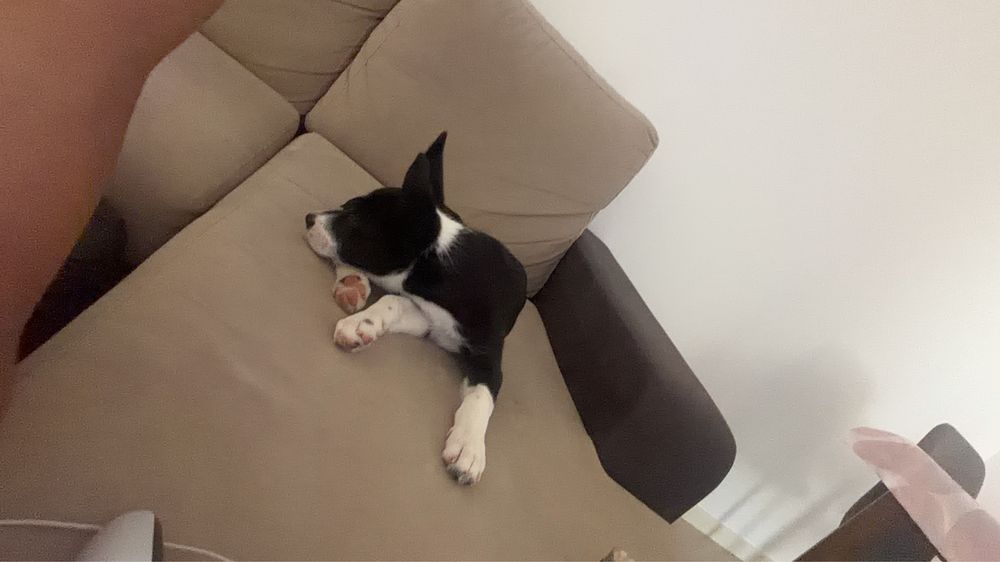 Adoção responsável - Roxy