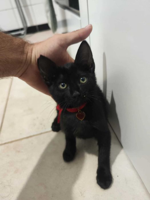 Gatinha bebé para adoção