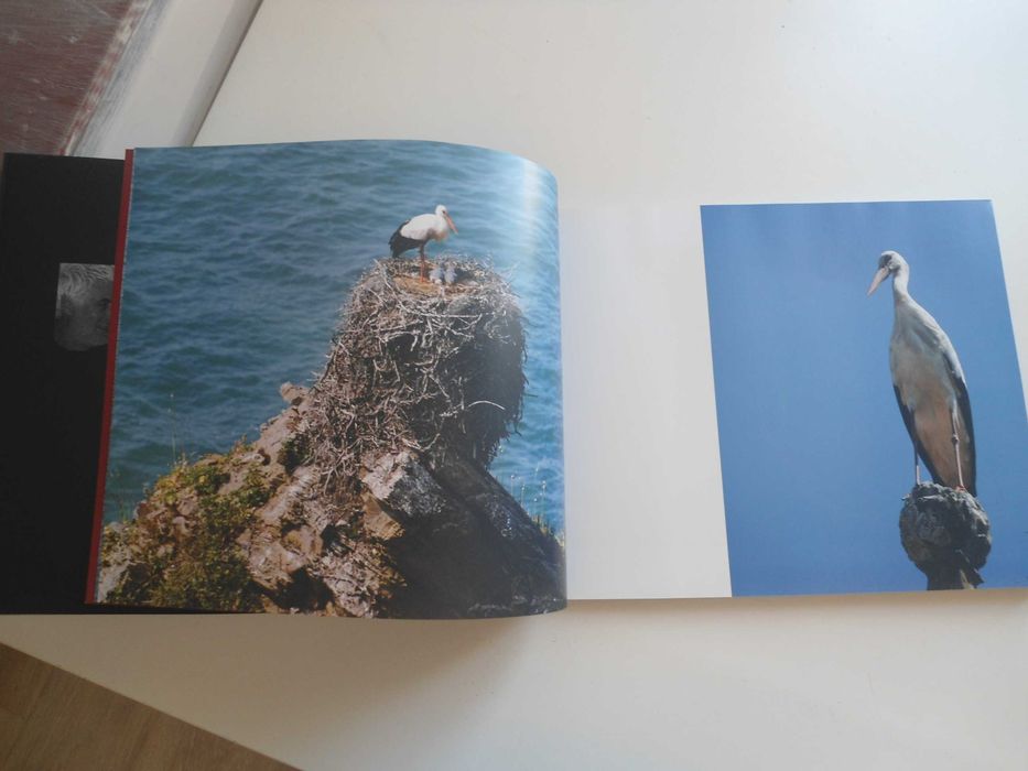 O Silêncio das Cegonhas de Carlos Inácio e Pedro Inácio