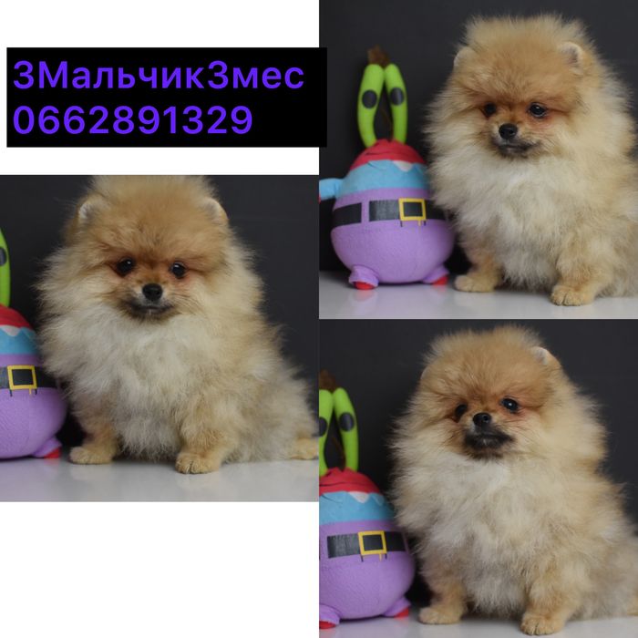 Померанці малюки хлопці та дівчата