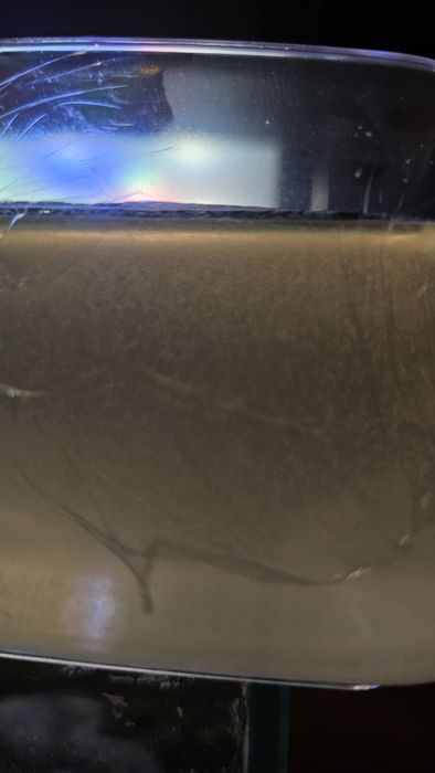 Enguias do vinagre - Alimento vivo