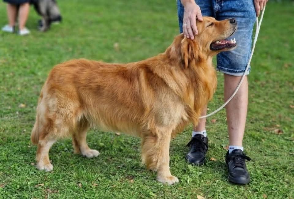 Chłopczyk golden retriever ciemno złote