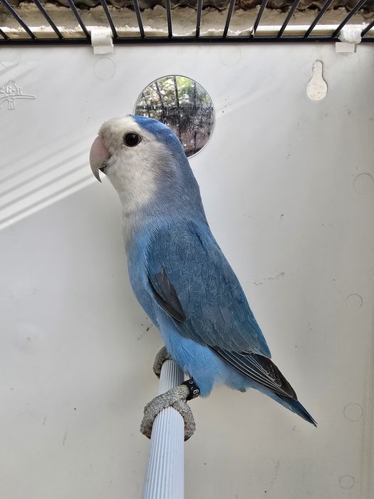 Agapornis Roseicollis Machos