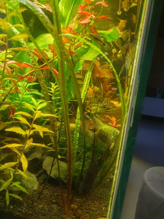 Cryptocoryne ładnie się prezentuje w akwarium