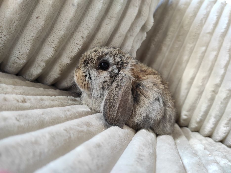 Króliczek Mini Lop Czysta Rasa z Wyprawką