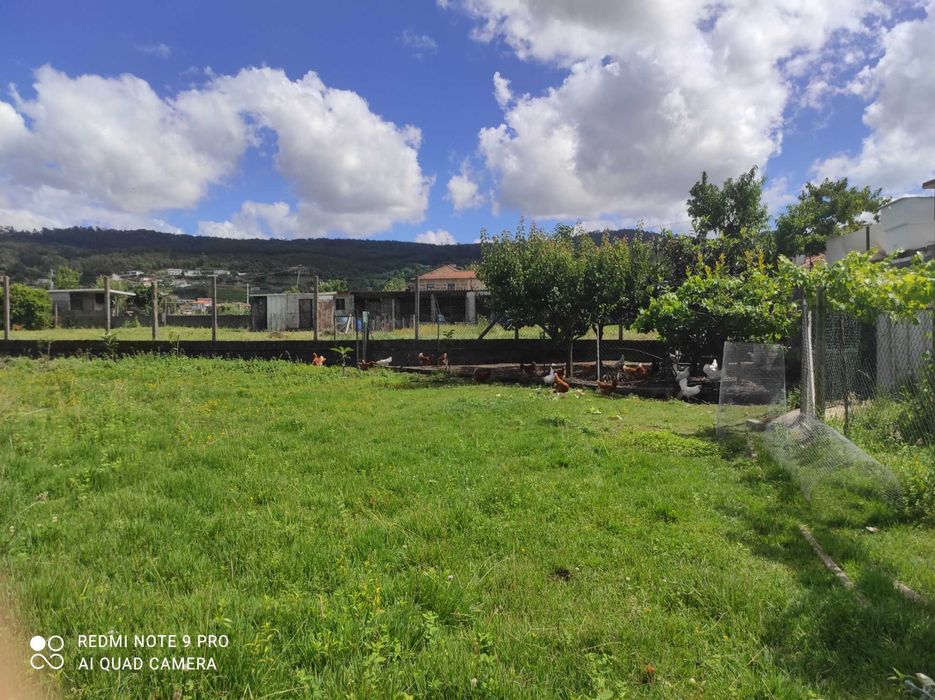 Ovos frescos galinhas criadas no campo