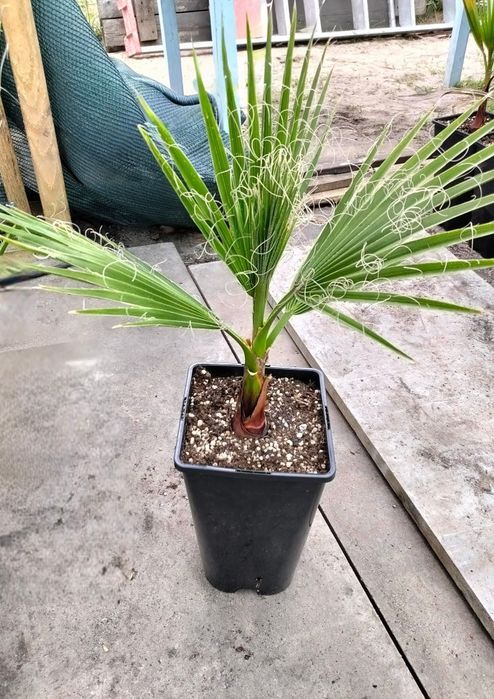 Duża palma mrozoodporna Waszyngtona Robusta 70-90cm | Polska szkółka